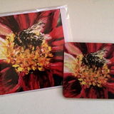 Bumblebee Coaster and card Buff-tailed Bumble bee on red dahlia coasters