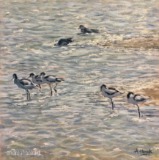 Avocets