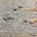Avocets