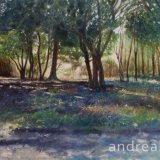 Enchanted Forest
