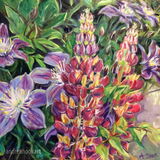 Lupins & Clematis: Sold