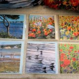 Dorset Wildflower & Coastal Cards