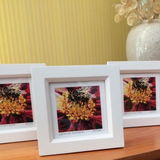 Buff-tailed Bumblebee mini framed print