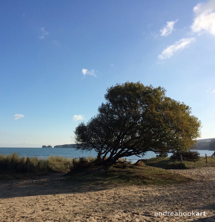 Cards at Studland Knoll Beach, National Trust, Dorset