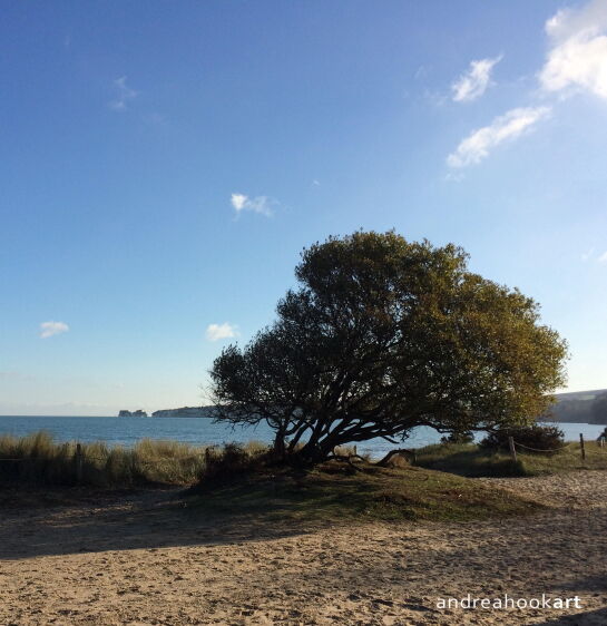 Cards at Studland Knoll Beach, National Trust, Dorset