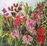 Sweet Peas