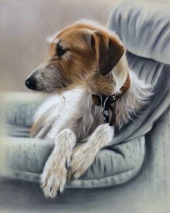 Fred - Lurcher