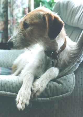 Original photo of Fred the Lurcher