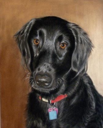 'Lilly' - Flatcoat Retriever