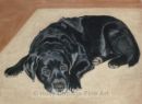 Merlin - Black Labrador