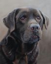 Monte - Chocolate Labrador