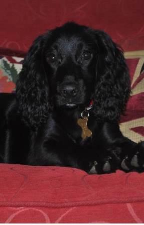 Original photo of Inca