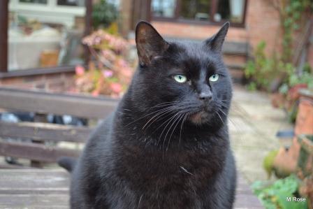 Original photo of Mr Boo
