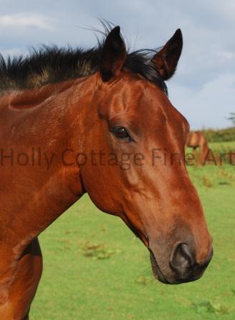 'Quigley'