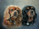 Cavalier King Charles Spaniels