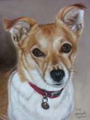 'Tia' - Terrier