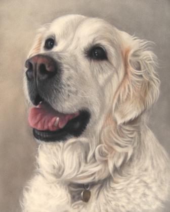 Toby - Golden Retriever