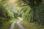 Winding Country Lane
