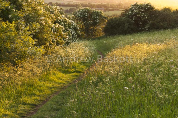 Evening Gold