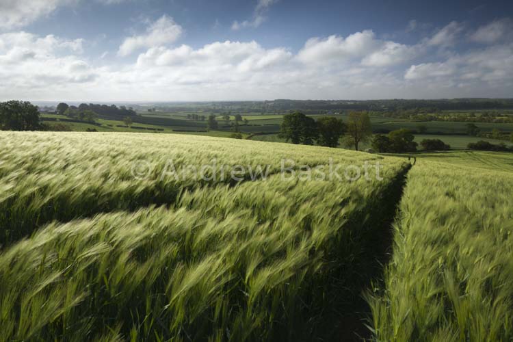 Fields of Green