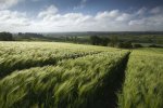 Fields of Green