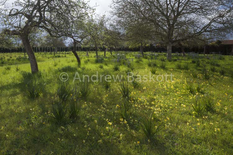 Orchard Meadow