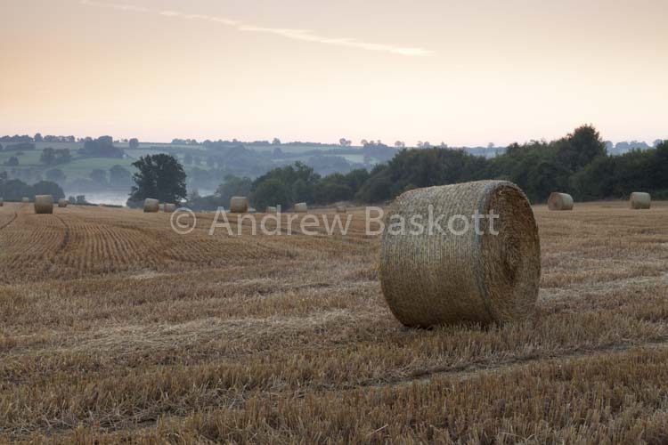 Morning Bales