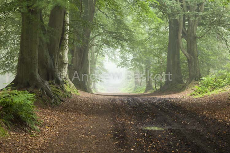 Morning Mist
