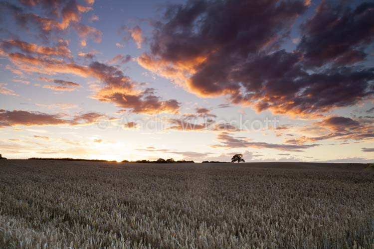 Summer Clouds