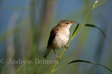 030814reedwarbler1
