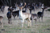Fallow deer group