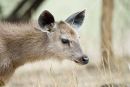 Young Sambar