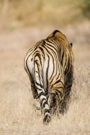 Stalking the prey
