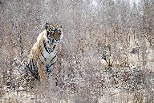 Tigress in the long grass