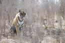 Tigress in the long grass