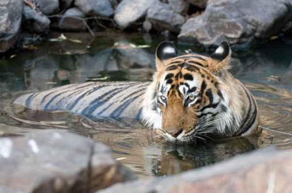 Male tiger bathing in pool