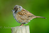 080608dunnock3
