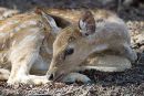 Fawn at rest