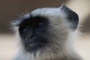 Young Langur face