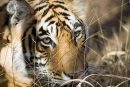 Face of the tiger