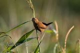 090912wren2