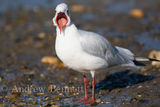 091018blackheadedgullmouth1 1-2