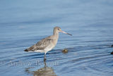 091018blacktailedgodwit2-Edit-Edit