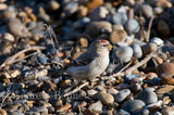 091212hornemannsarcticredpoll1