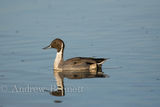 111218pintaildrake1