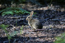 Young rabbit in woodland