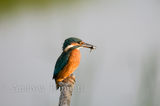 120910kingfisher1-2