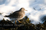 121210purple sandpiper16-2-Edit-2
