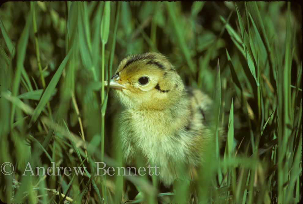 Pheasant chick (Phasianus colchicus), Sydling's Copse, Oxon, UK