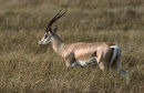 Grant's gazelle at dusk